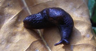 חילזון כחול-שחור על עלה יבש