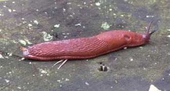 חילזון אדום בצד הדרך