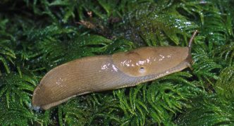 חילזון יער בעשב