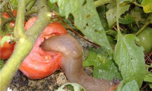 חילזון אוכל עגבנייה