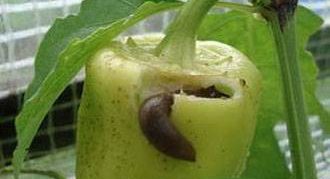 החילזון אוכל פלפל