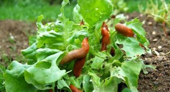 החילזון אוכל כרוב