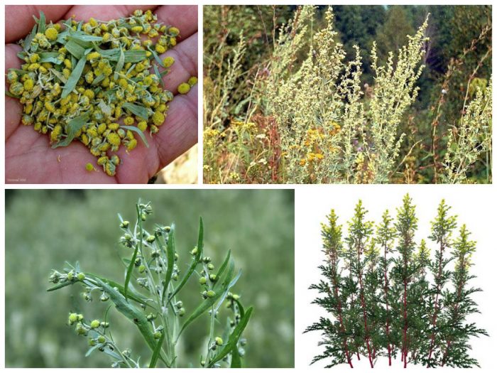 צמחים נגד פשפשים