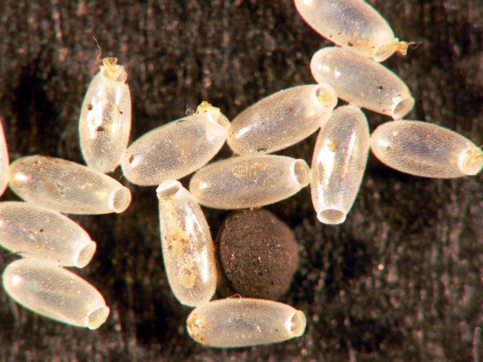 זחלי פשפשים