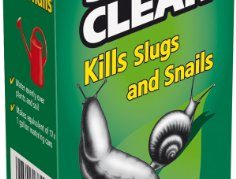 סיגים צלולים