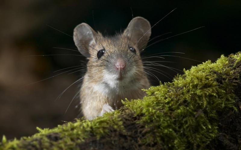 הדברת מכרסמים