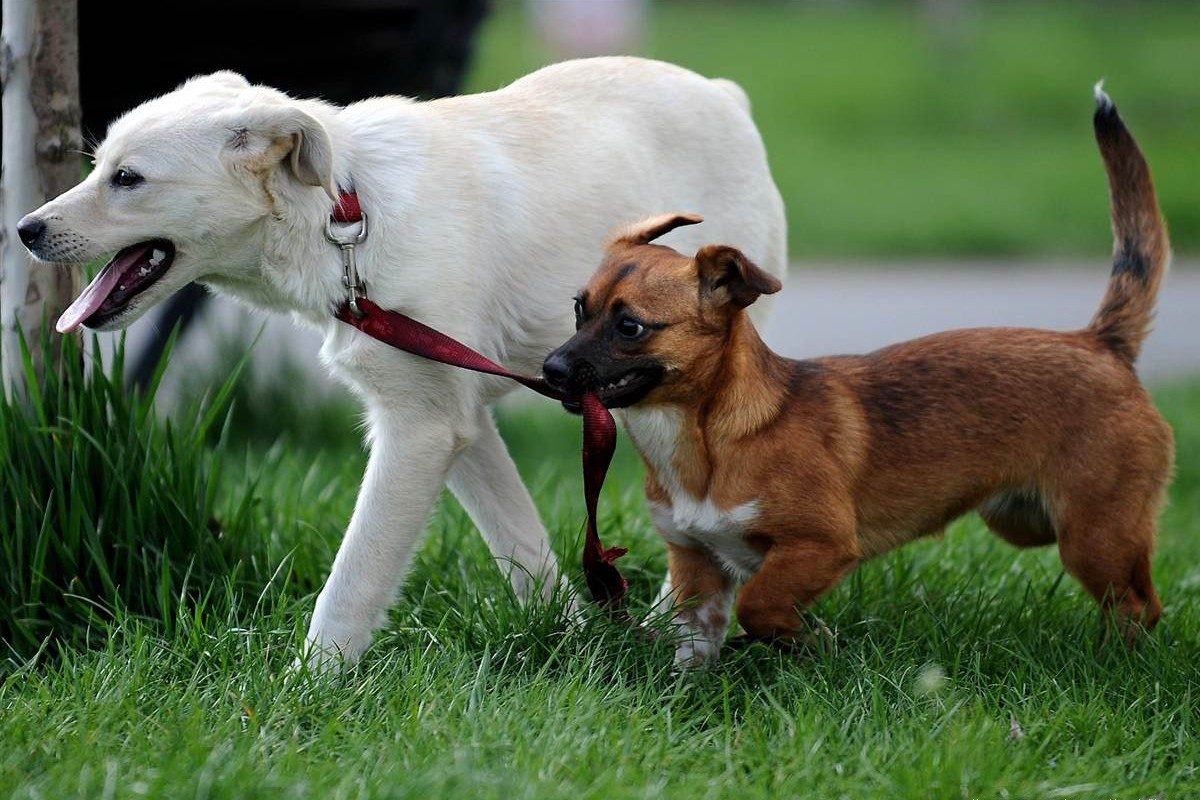 Los perros están jugando afuera