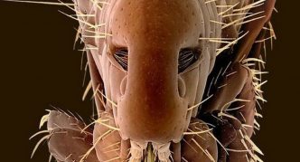 מבט קדמי של פרעוש