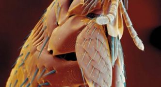 חלקי הפה של פרעוש