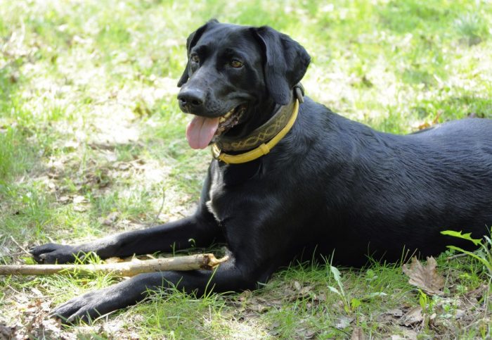 כלב עם קרציה צהובה וקולר פרעושים