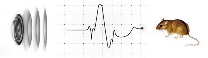 השפעת אולטרסאונד על עכבר