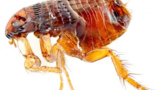 פרעוש חתולים