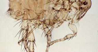 פרעוש כלבים