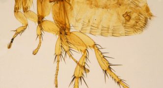 פרעוש חולדה דרומי