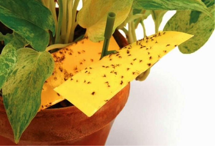 מלכודת יתושים פרחים