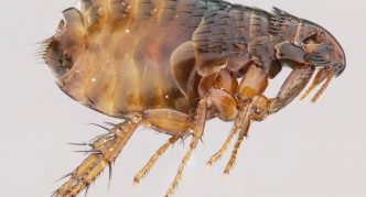 חוש בטן של פרעוש