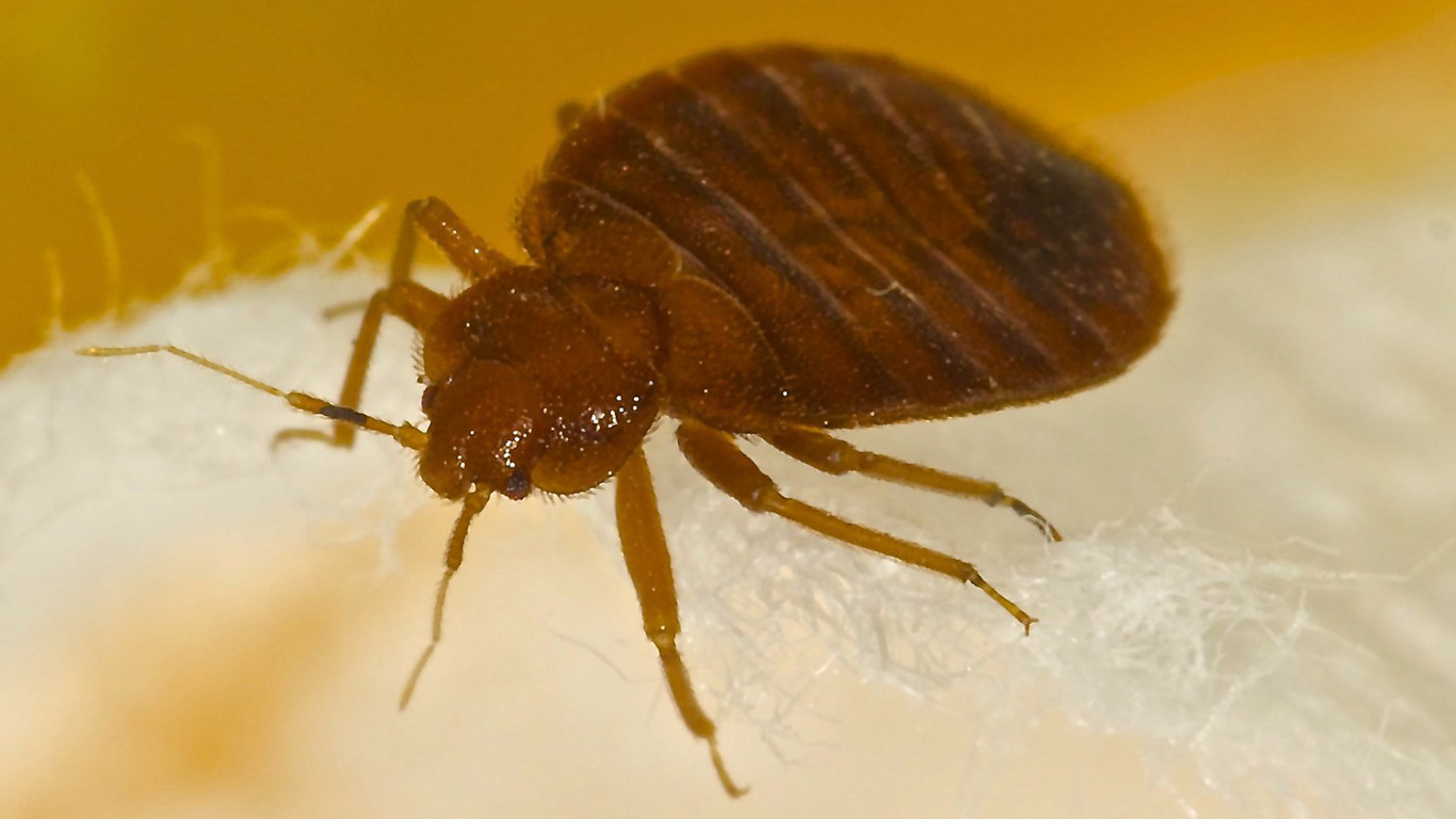 עקיצות פשפשים: כיצד לזהות אותן ומהן ההשלכות האפשריות