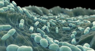 הגורם לליסטריוזיס