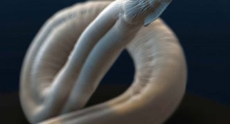 הגורם הסיבתי של טוקסוקריזיס