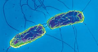 הגורם לטיפוס