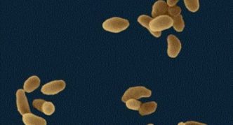 הגורם הסיבתי של טולרמיה