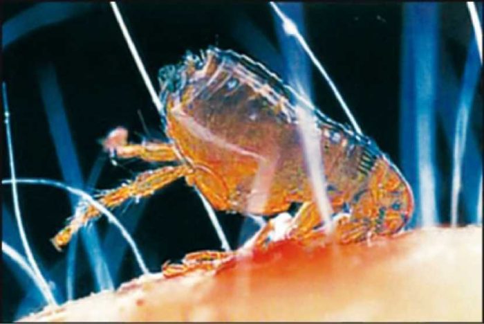 תזונת פרעושים