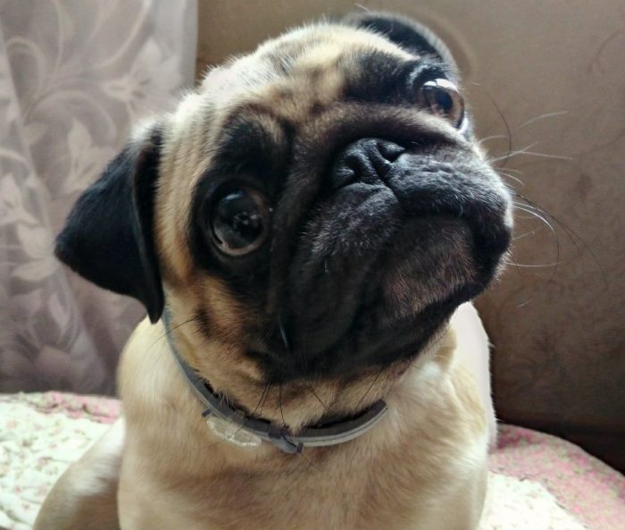 כלב בתוך קולר