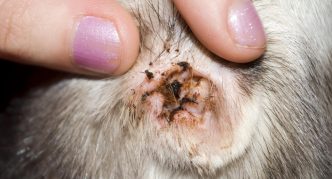 קרדית אוזניים אצל חתול