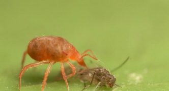 קרדית טורפת אוכלת קרדית עכביש.