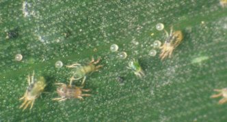 קרדית עכביש