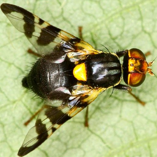 זבוב דובדבן