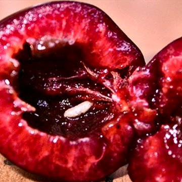 זחלי זבוב פירות דובדבן בתוך פרי דובדבן