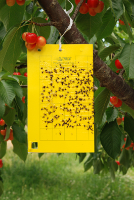 מלכודת דביקה על עץ דובדבן