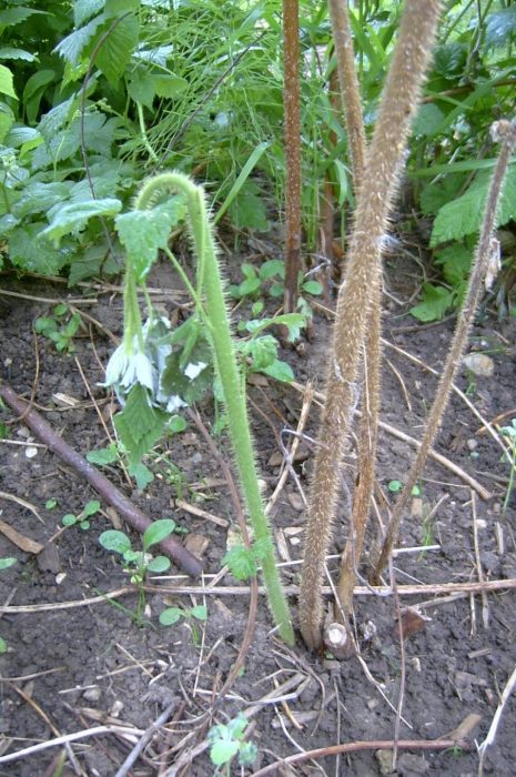 שיח הפטל נובל