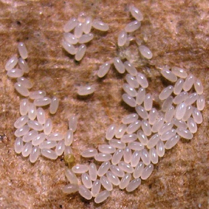 ביצי פרעוש חול