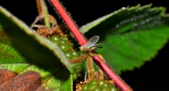 זבוב גזע פטל
