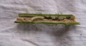 זחלי זבוב פטל על נצר