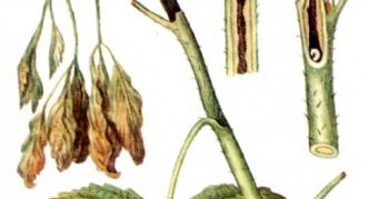 זחלי זבוב גזע פטל על נצר