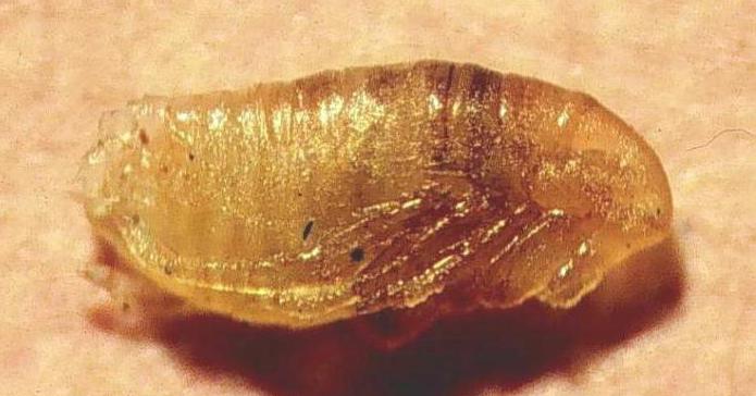 גולם פרעושים