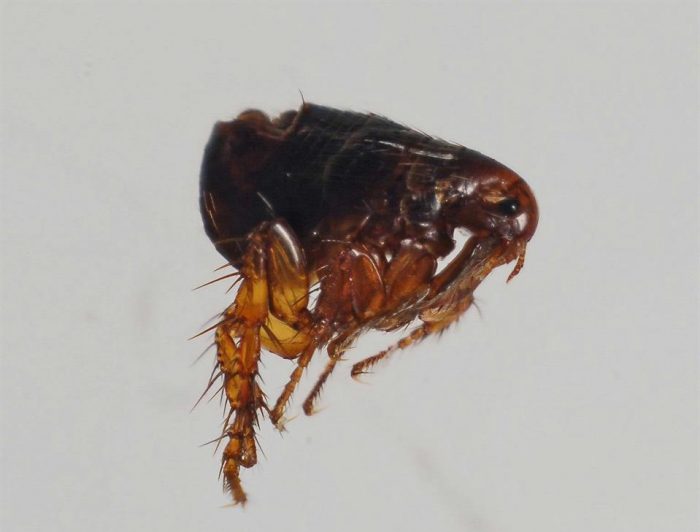 פרעוש חתולים