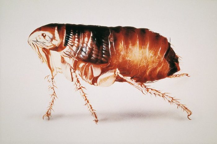 פרעוש כלבים