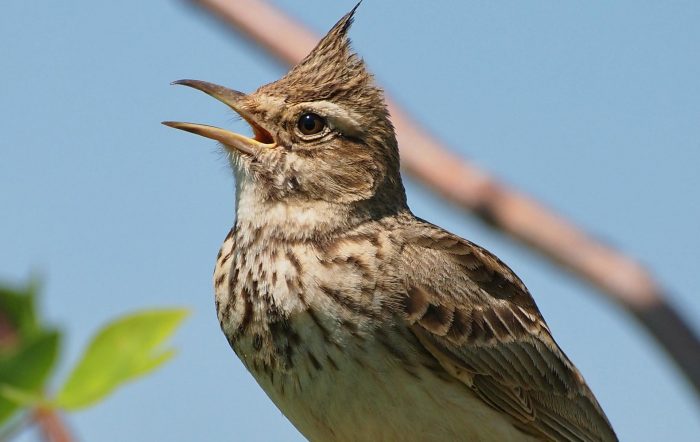 לְהִשְׁתַעֲשֵׁעַ