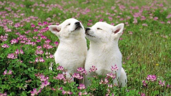 כלבים לבנים על הדשא