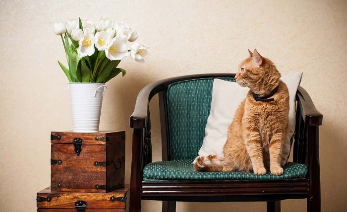 חתול עונד קולר נגד פרעושים