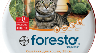 צווארון באייר פורסטו