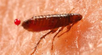 פרעוש חתולים