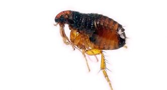 פרעוש חולדה