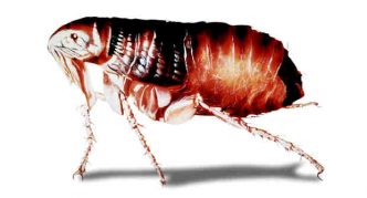 פרעוש כלבים