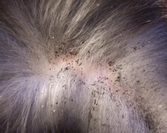 צואת פרעושים של חתול בפרווה