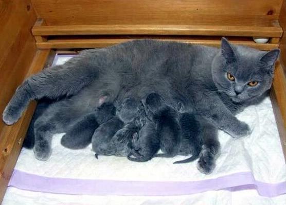 חתולה מניקה עם גורים